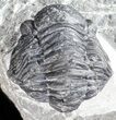 Bargain, Gerastos Trilobite Fossil - Morocco #57631-2